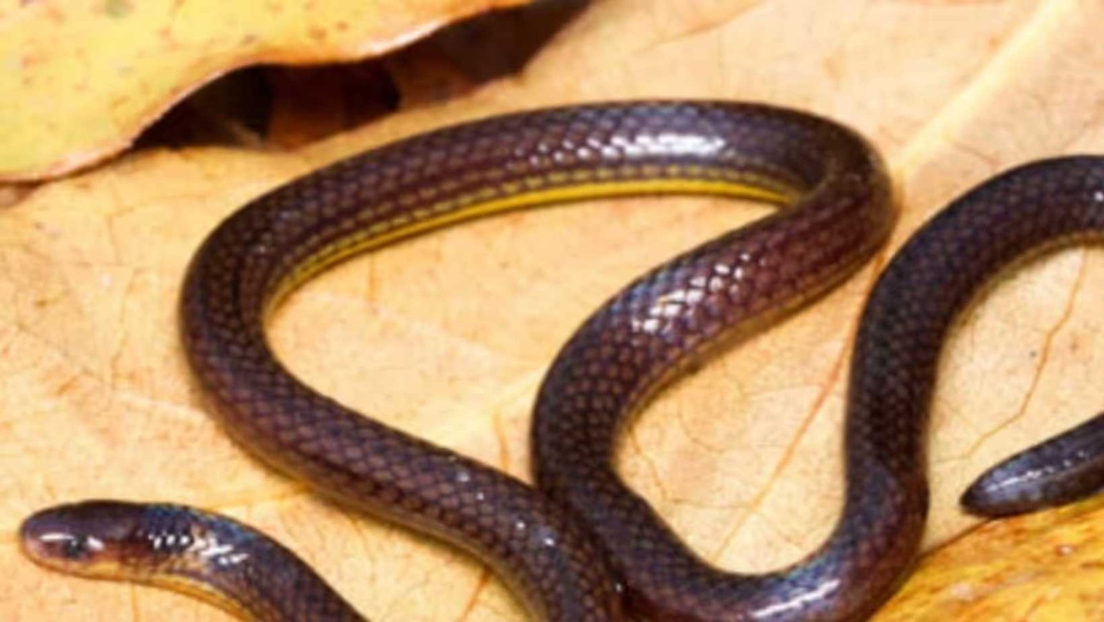 New Reed Snake Species Identified In Mizoram