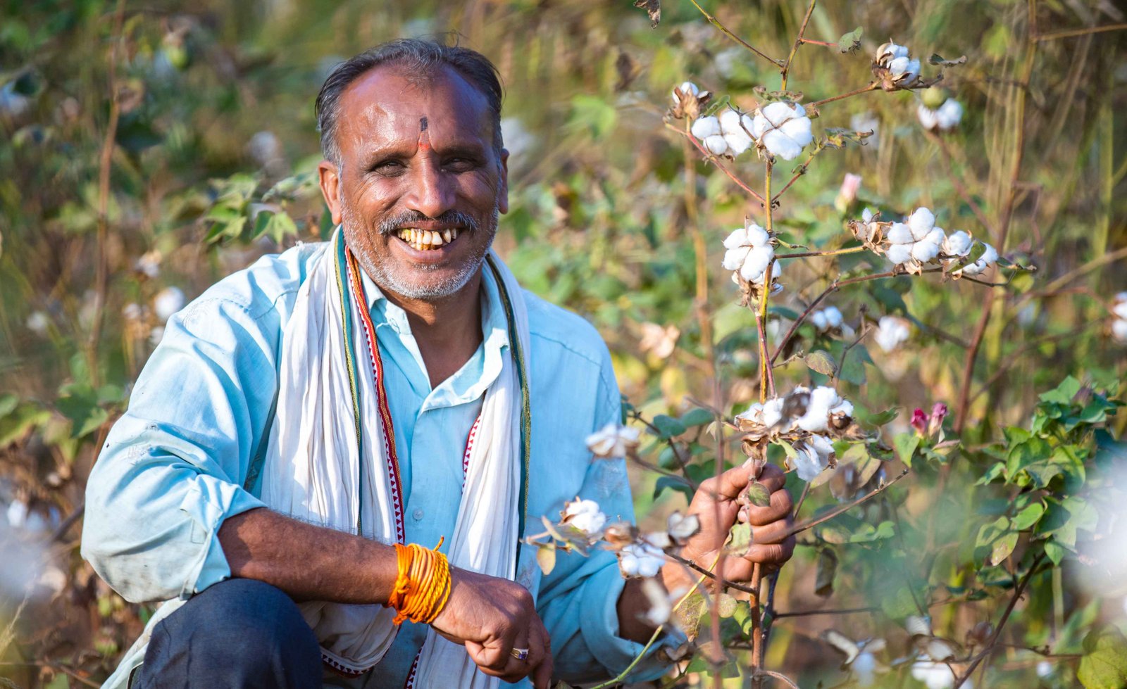 Cotton Agroforestry As A Lifeline For Indian Farmers