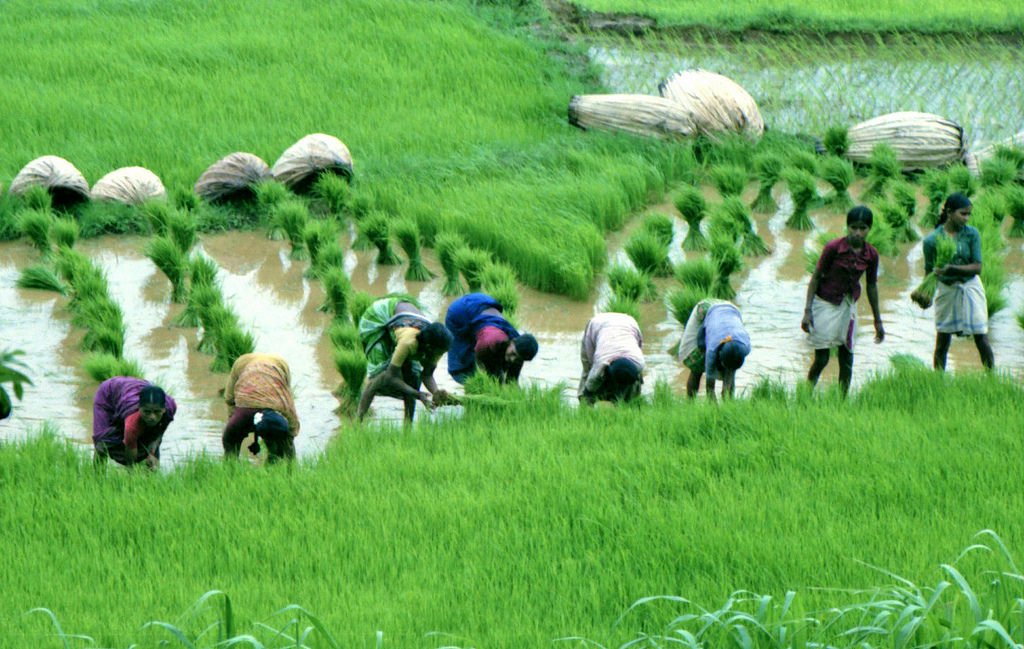 Rice Production In India
