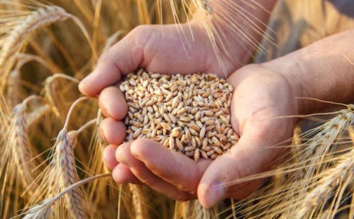 India's Wheat Procurement Surpasses 35 Million Tonne